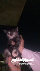  6 قطه سكوتش ستريت العمر شهرين