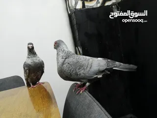  9 جوز قراقطه للبيع معهم فرخ