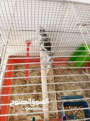  14 لعشاق الزق اليدوي