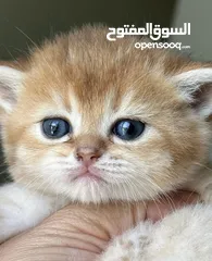  12 British chinchilla kittens for adoption