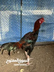  2 ديك باكستاني بيور جاوا