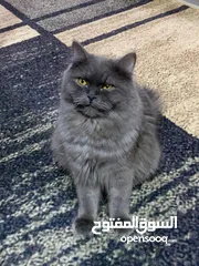  5 قطه للبيع  العمر9اشهر