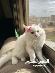  3 شيرازي بريطاني ~ شيرازي انغورا~ بيع سعر رمزي ~