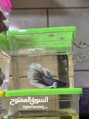  2 متوفر سمك فايتر هاف مون