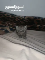 6 قطط جاهزة لبيتها الجديد