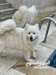  2 كلاب سامويد للبيع