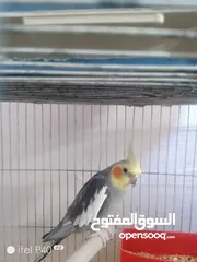  5 طيور كوكتيل