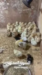  8 Chicks كتاكيت صيصان مكس فرنسي