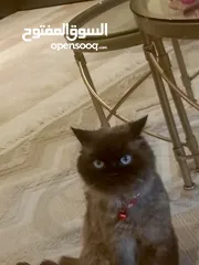  1 قط هاملايا للتبني