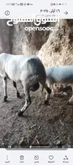  2 قبرصي الاصلي وراها عبوره السن ثلاث حبات العبوره عمرها  3  سهور