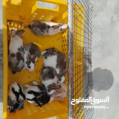 1 للبيع أرانب عمانيات