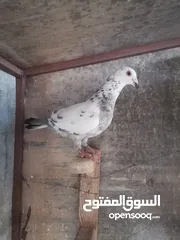  4 طواير مخاليف السنه