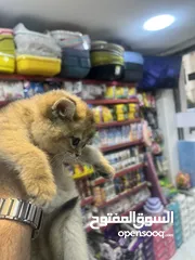  6 مفاجأة سارة عرض خاص جدا جدا على سكوتش ستريت ny12 طفرة نادرة لعبة تبارك الرحمن