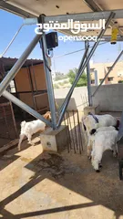  2 عنز للبيع الهاشمية