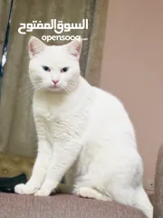  1 قط الانجورا التركي ابيضّ