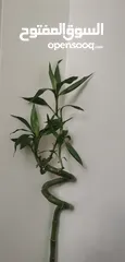  7 نبات ساق البامبو واسمه العلمي(LuckyBamboo)