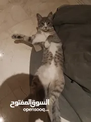  2 قطة انثى شيرازي هملايا للتبني مجانا عمر تسع اشهر مع ملحقاتها غير مؤذية وتحب اللعب و نظيفة