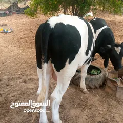  2 عجلين بلدي ذكر للبيع