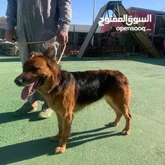  5 خدمه مبيت الكلاب وتدريبها