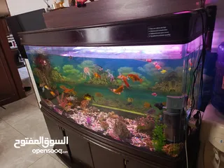  3 حوض سمك امريكي معدل حجم كبير