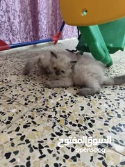  8 قطه للبيع هملايا مع اطفالها ال3