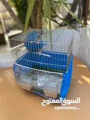  1 طيور زينه للبع فنجز للبيع مع كامل الاغراض ومع ققص ومع اكل يكفي لمدة شهر