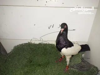  14 حمام كش للبيع كوم