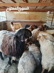 1 فحل صقري صلاة النبي  ثني