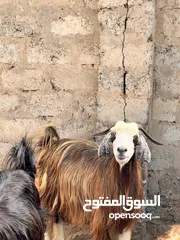  3 اغنام للبيع