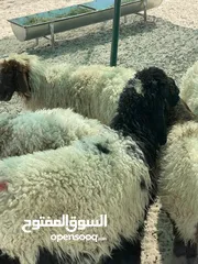  1 ذبايح نعيم بريه للبيع طيبه