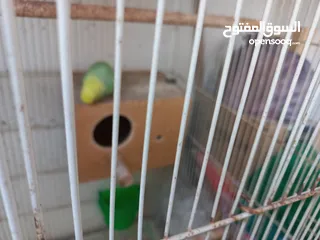  7 Budgies pair