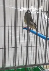  6 طيرة مكس انجليش جراي
