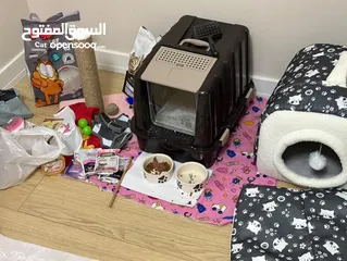  5 قطة صغيرة مع مستلزماتها