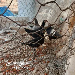  12 فراخ للبيع السلط