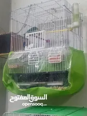  3 طيور للبيع