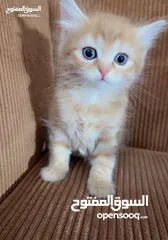  16 قــطــط لــلــبــيــع