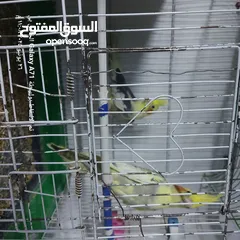  9 كوكتيل للبيع