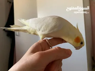  2 كوكتيل لاتينو مع قفصه للبيع