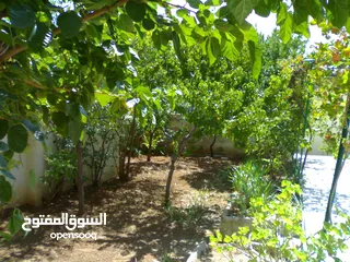  13 فيلا مميزة في اللويبدة للايجار