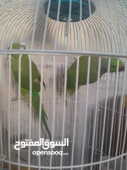  6 شيكو  ببغاء درة هندي يقلد صوت القطة  وسكر ا تصفر وتحاول الكلام مع قفص واكل التوصيل داخل نابلس بعشرين