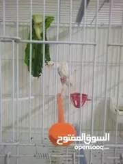  1 طيور كنار نخب اول مستويات حلوه للبيع