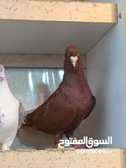  27 حمام برامليات و قرنفلي و امازوني و قفص