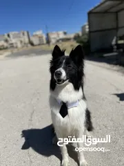  13 قريباً جداً ولاول مرة في الاردن اذكى كلب في العالم