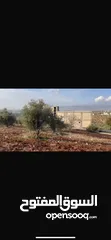  3 أرض زراعية زيتون وسماق مثمر