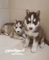  4 Siberian husky puppies blue eyes