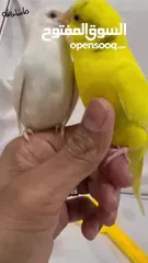  4 Friendly Parrot couple زوج