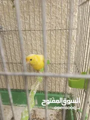  27 طيور كناري جاهزة بحالة وصحة جيدة