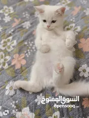  1 قط سكوتش للبيع