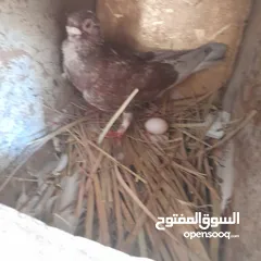  7 حمام منوع وملون