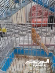  16 صلات النبي كوم كنار للبيع صحه ونضافه والوان بجنن